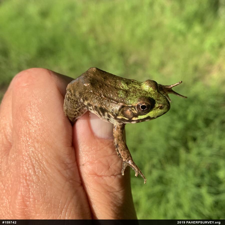Green Frog