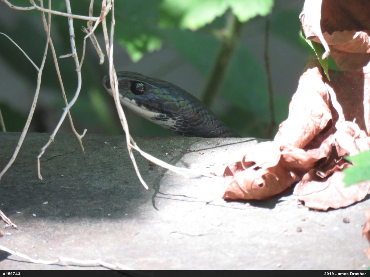 Northern Black Racer