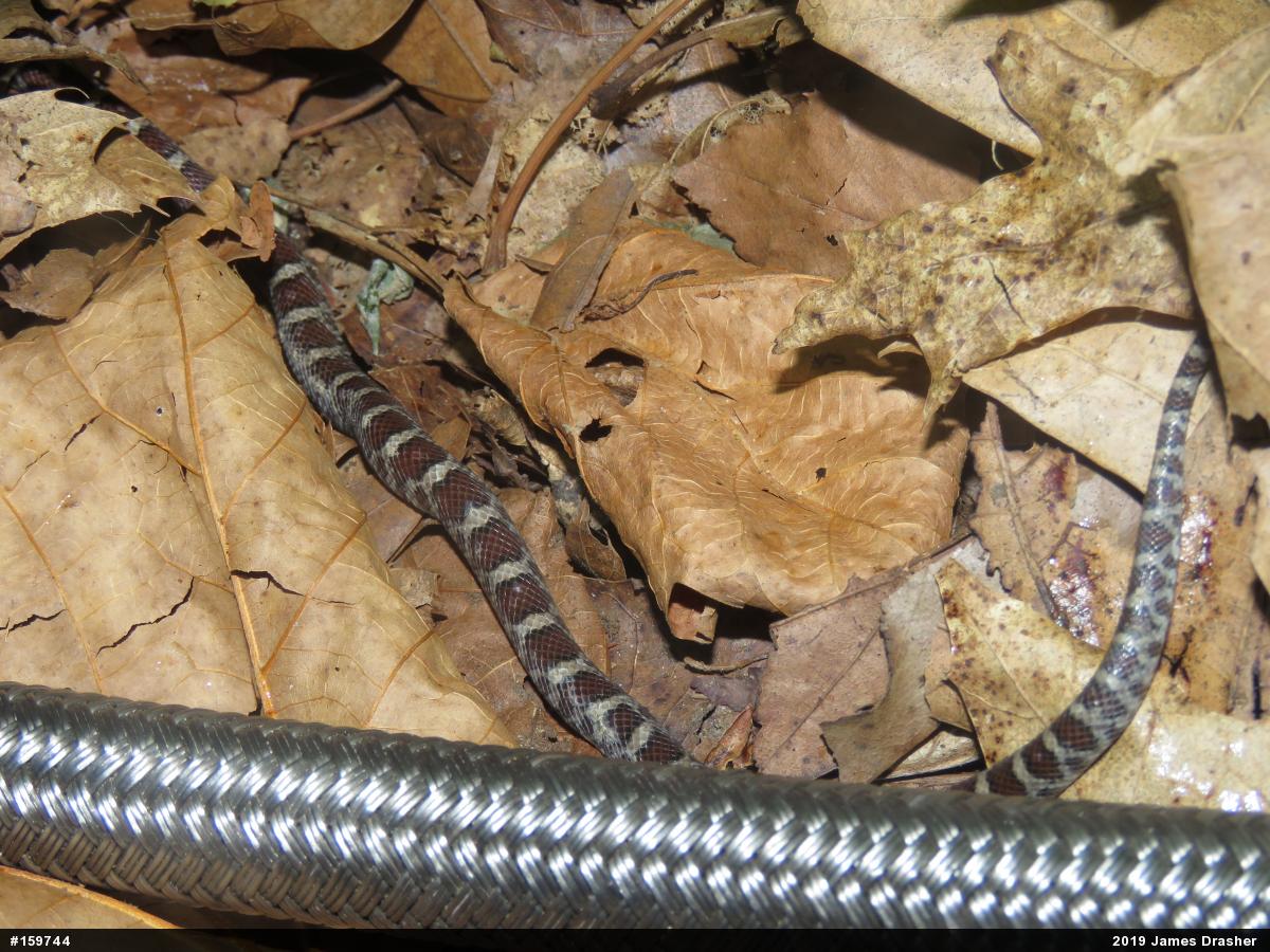 Eastern Milksnake