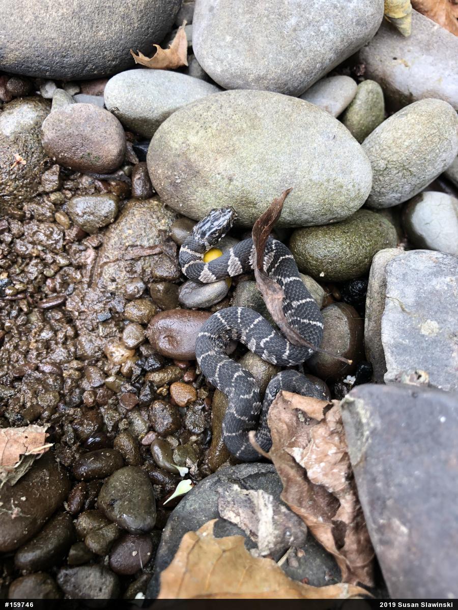 Northern Watersnake