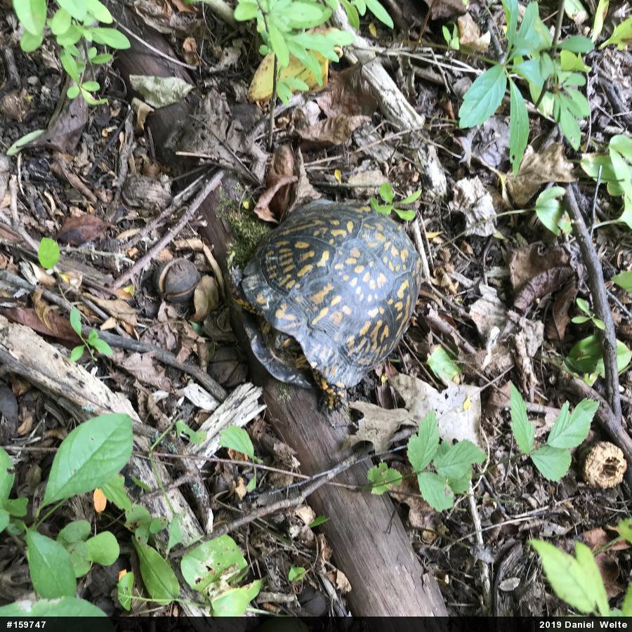 Eastern Box Turtle