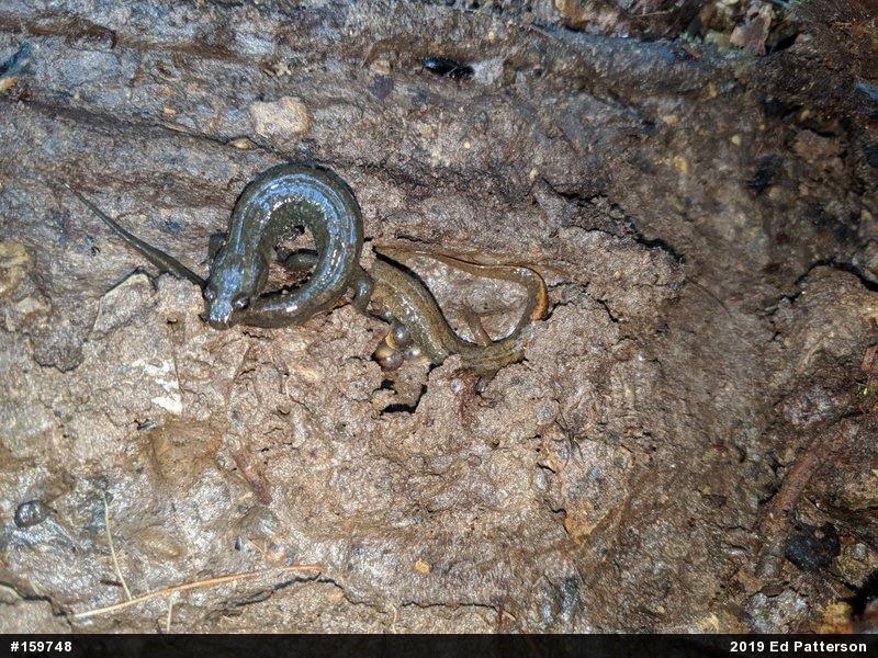 Northern Dusky Salamander