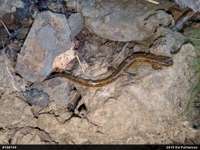 Northern Two-lined Salamander