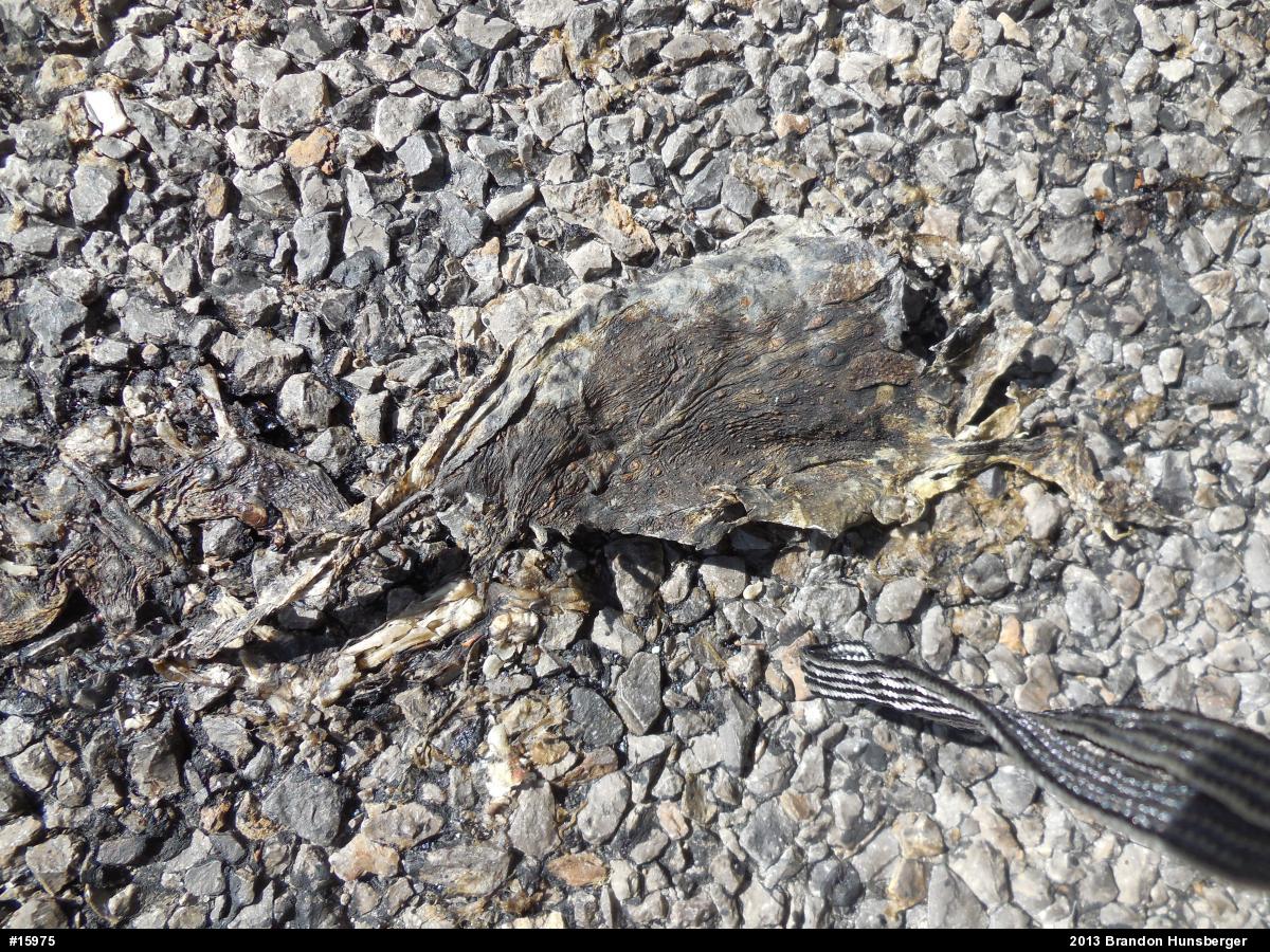 Eastern American Toad