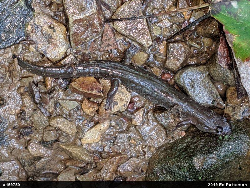 Northern Dusky Salamander