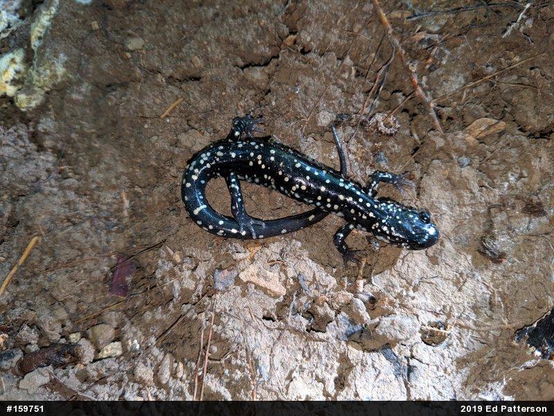 Northern Slimy Salamander