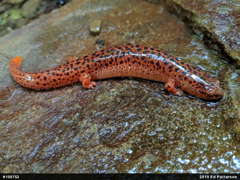 Northern Red Salamander