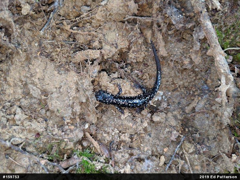 Northern Slimy Salamander