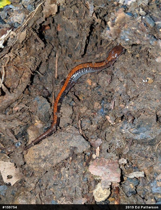 Eastern Red-backed  Salamander