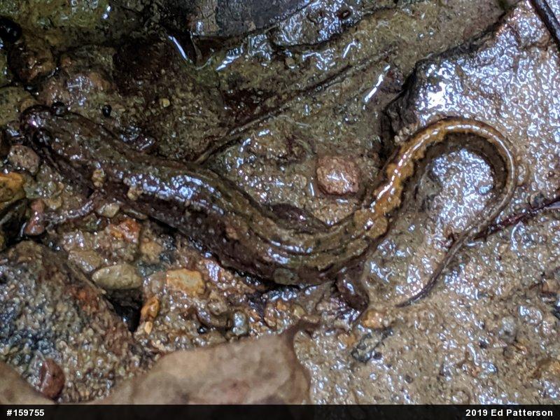 Northern Dusky Salamander