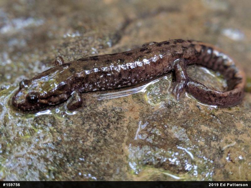 Seal Salamander