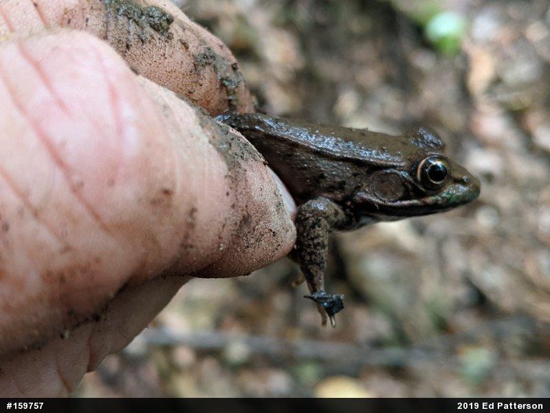 Green Frog