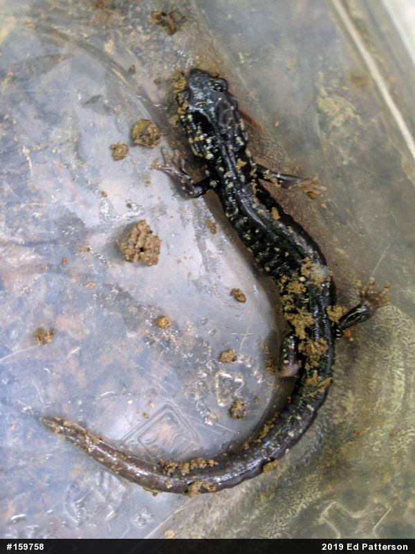 Northern Slimy Salamander