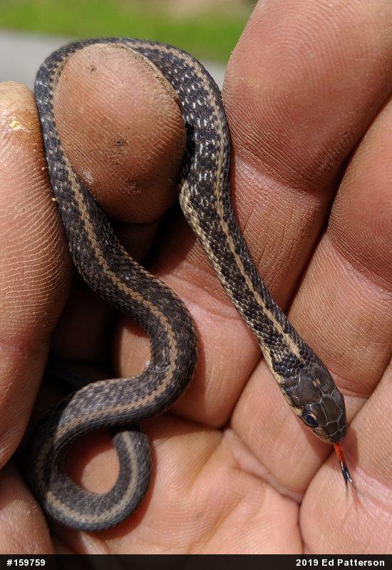 Eastern Gartersnake