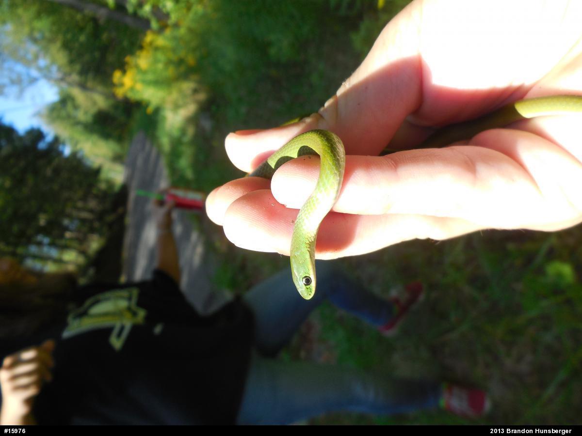 Smooth Greensnake