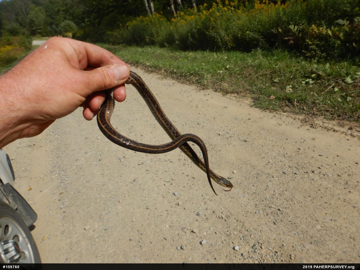Eastern Gartersnake