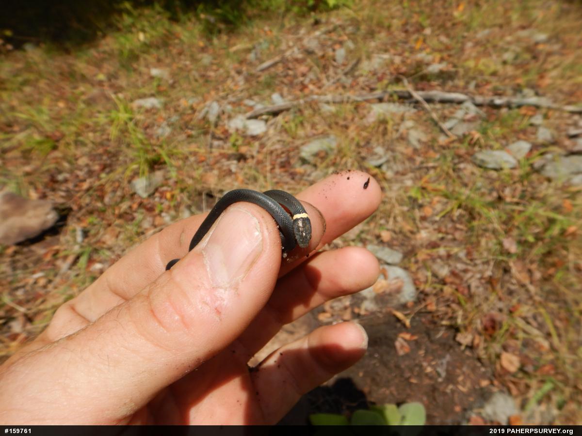 Northern Ring-necked Snake