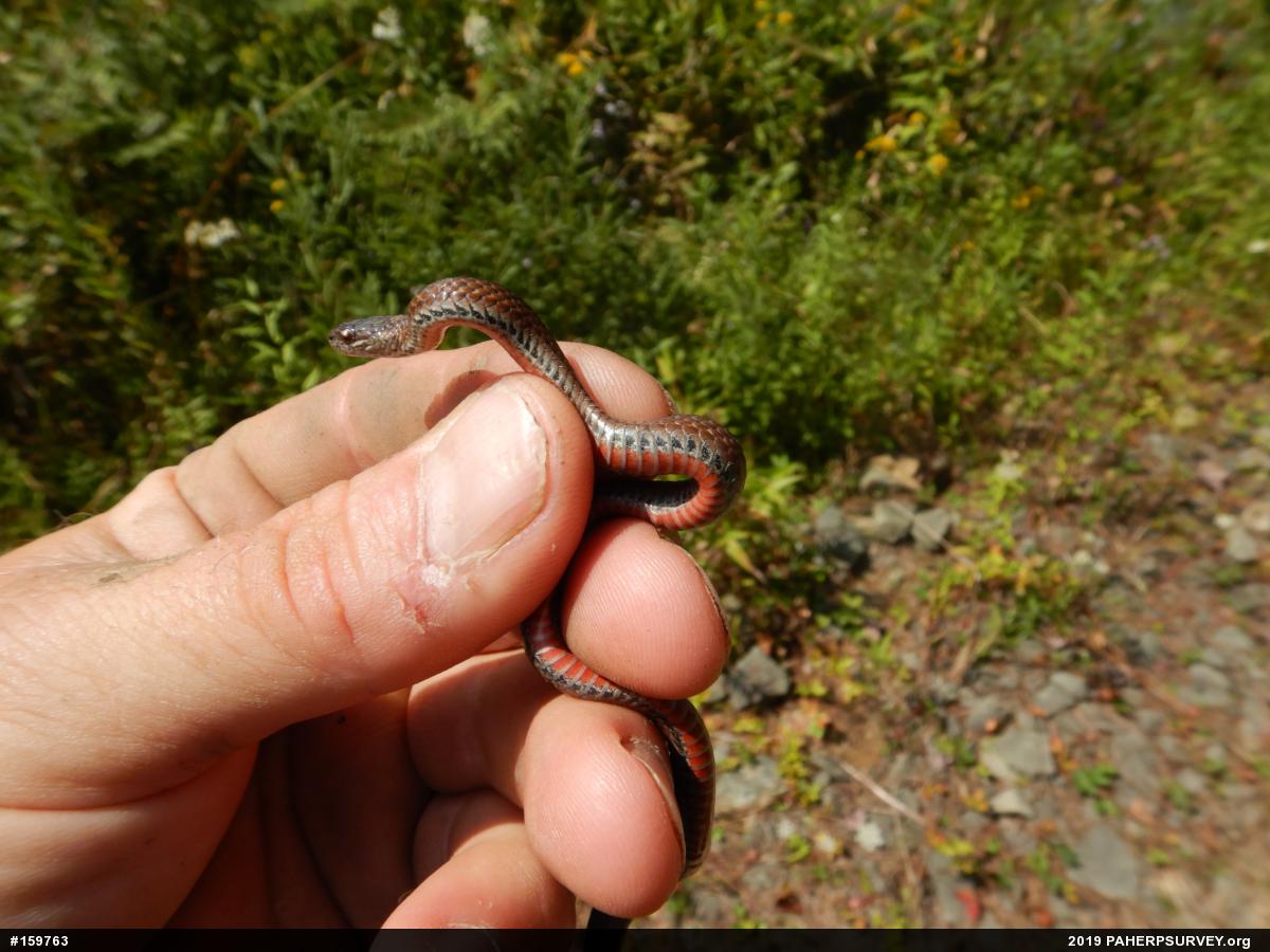 Red-bellied Snake