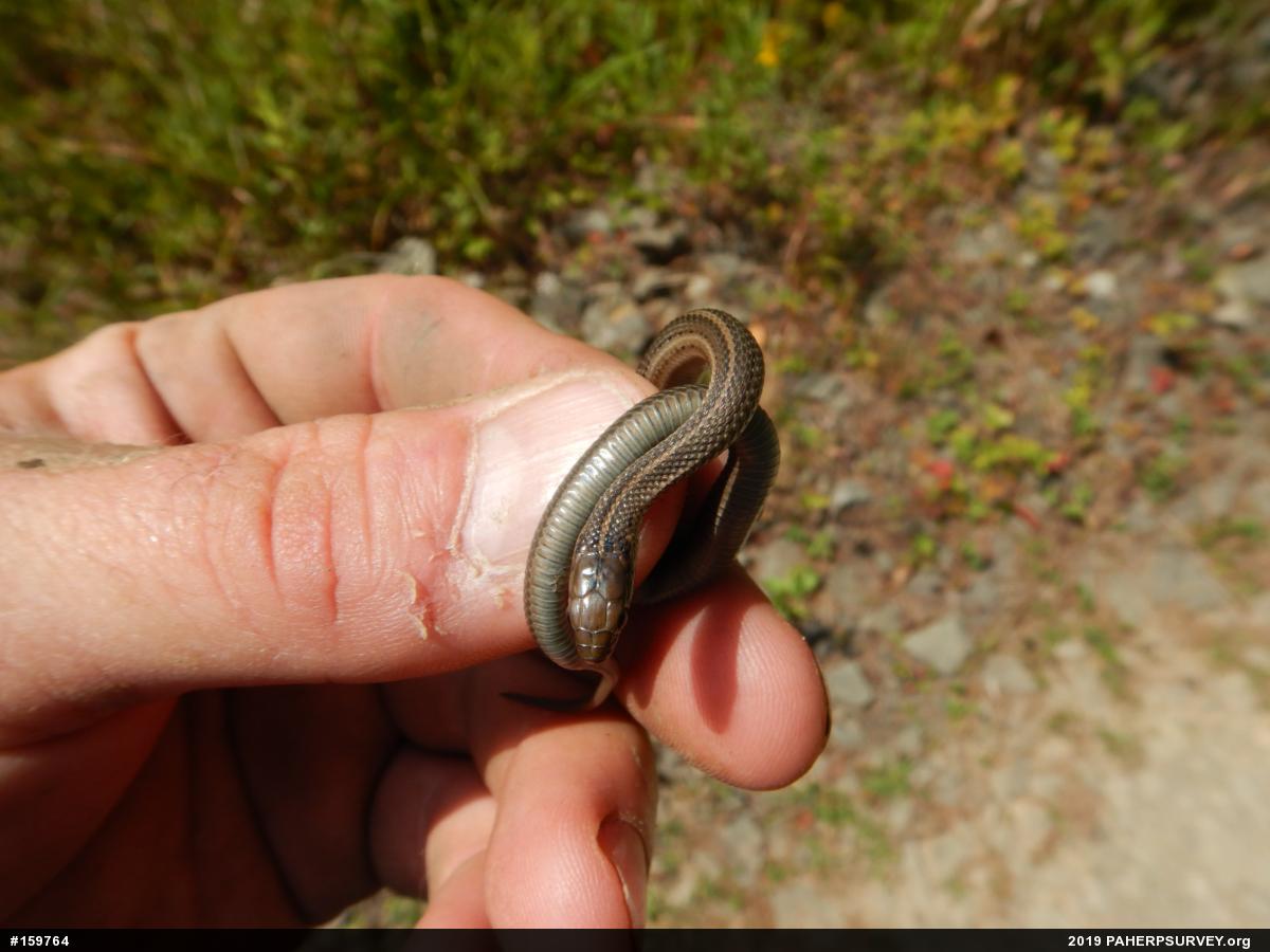 Shorthead Gartersnake