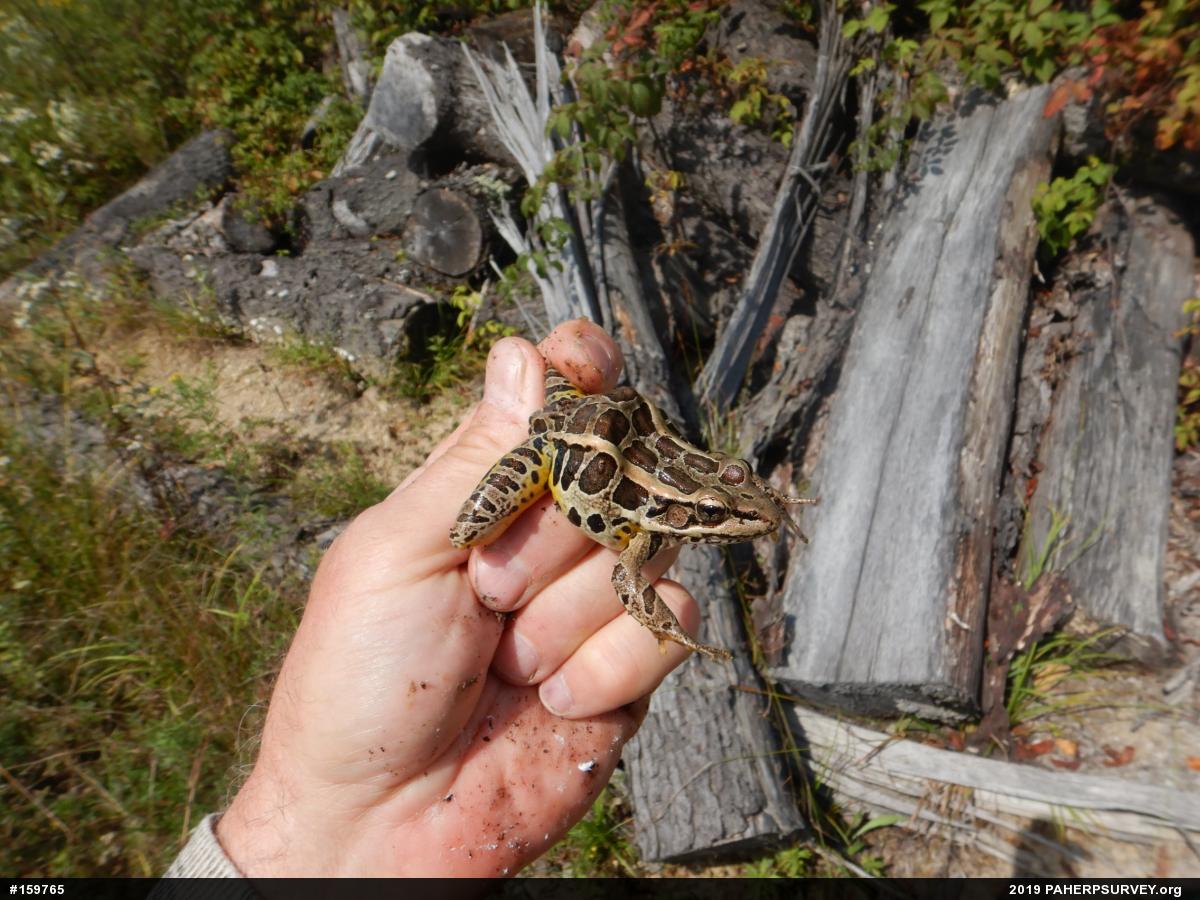 Pickerel Frog