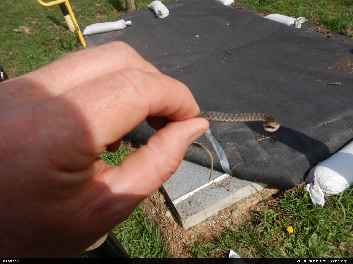 Eastern Gartersnake