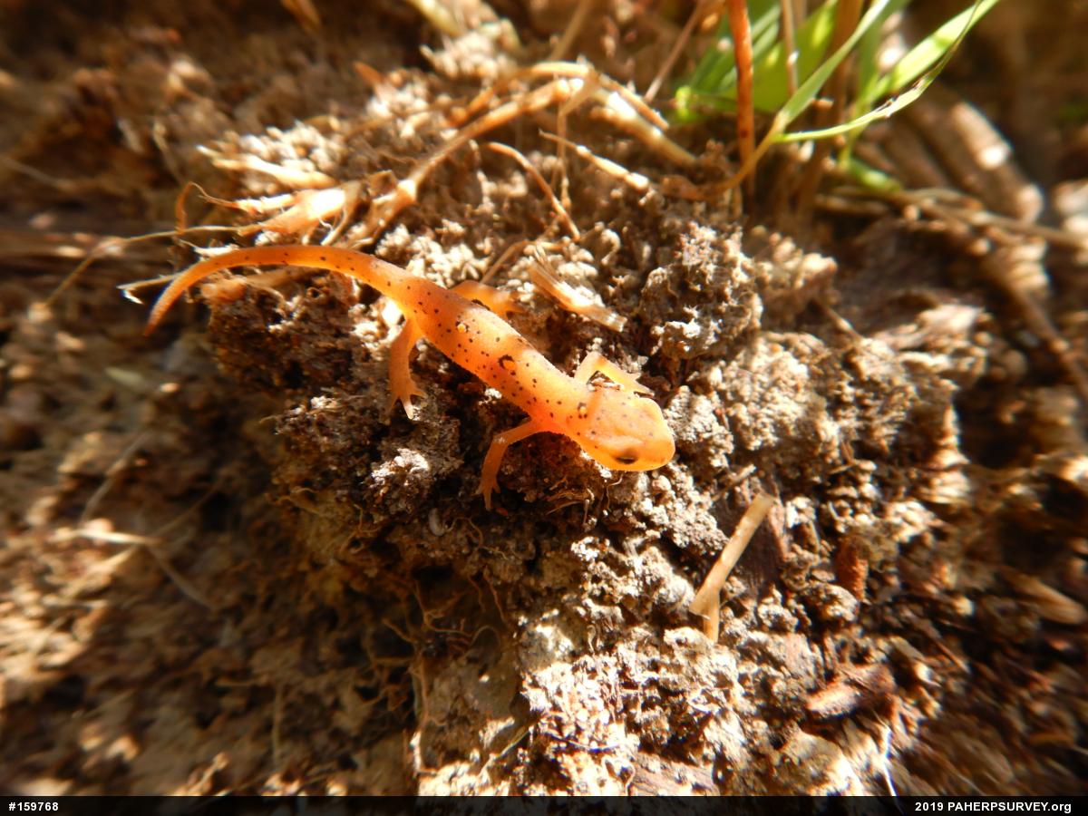 Red-spotted Newt