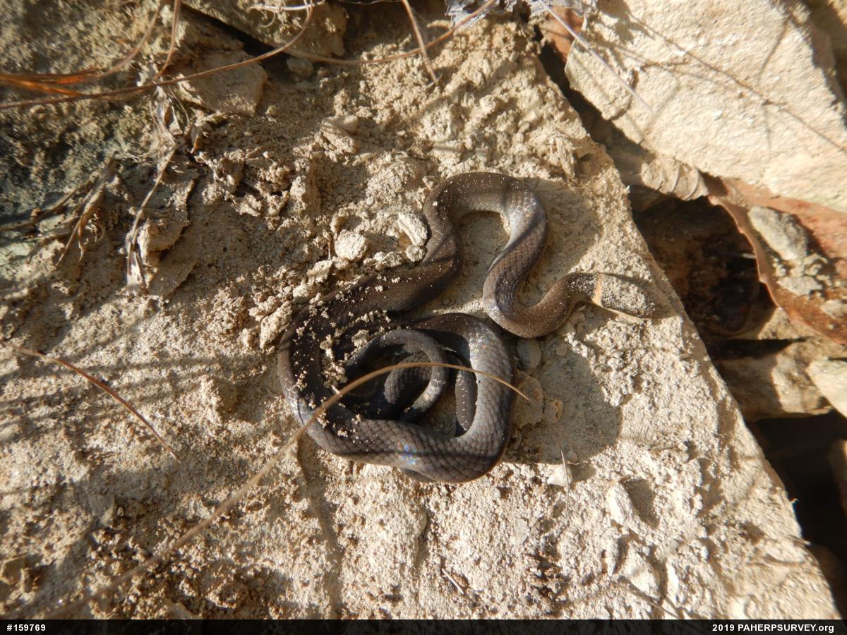 Northern Ring-necked Snake