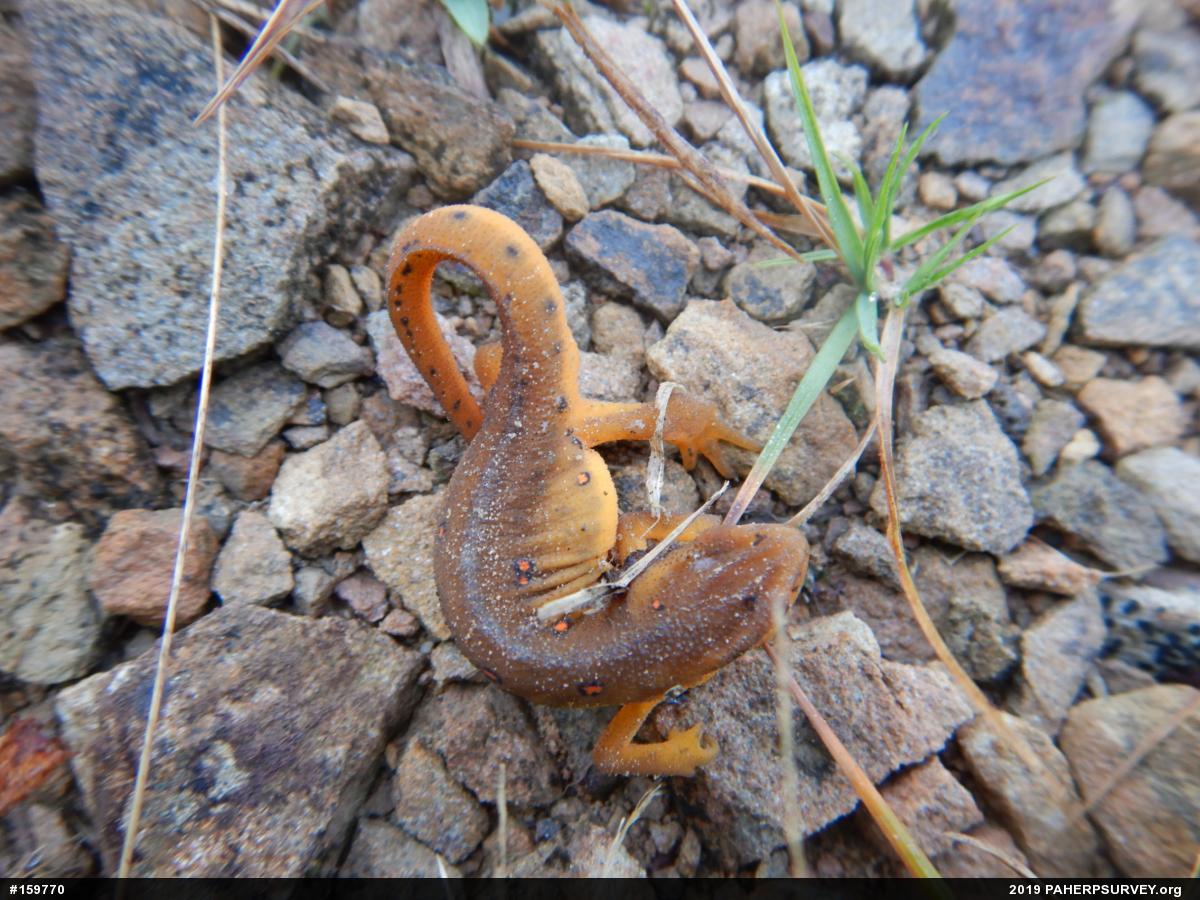 Red-spotted Newt