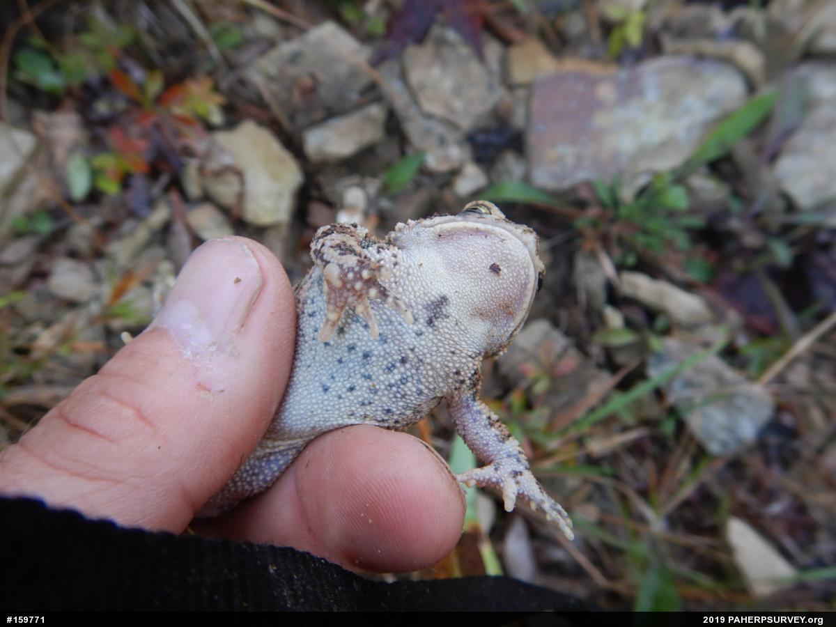 Eastern American Toad