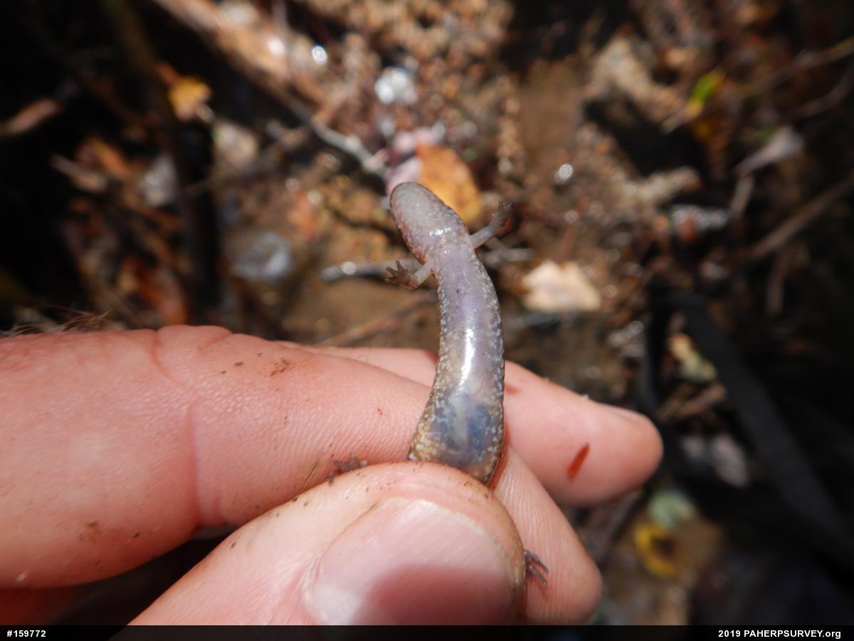 Northern Dusky Salamander