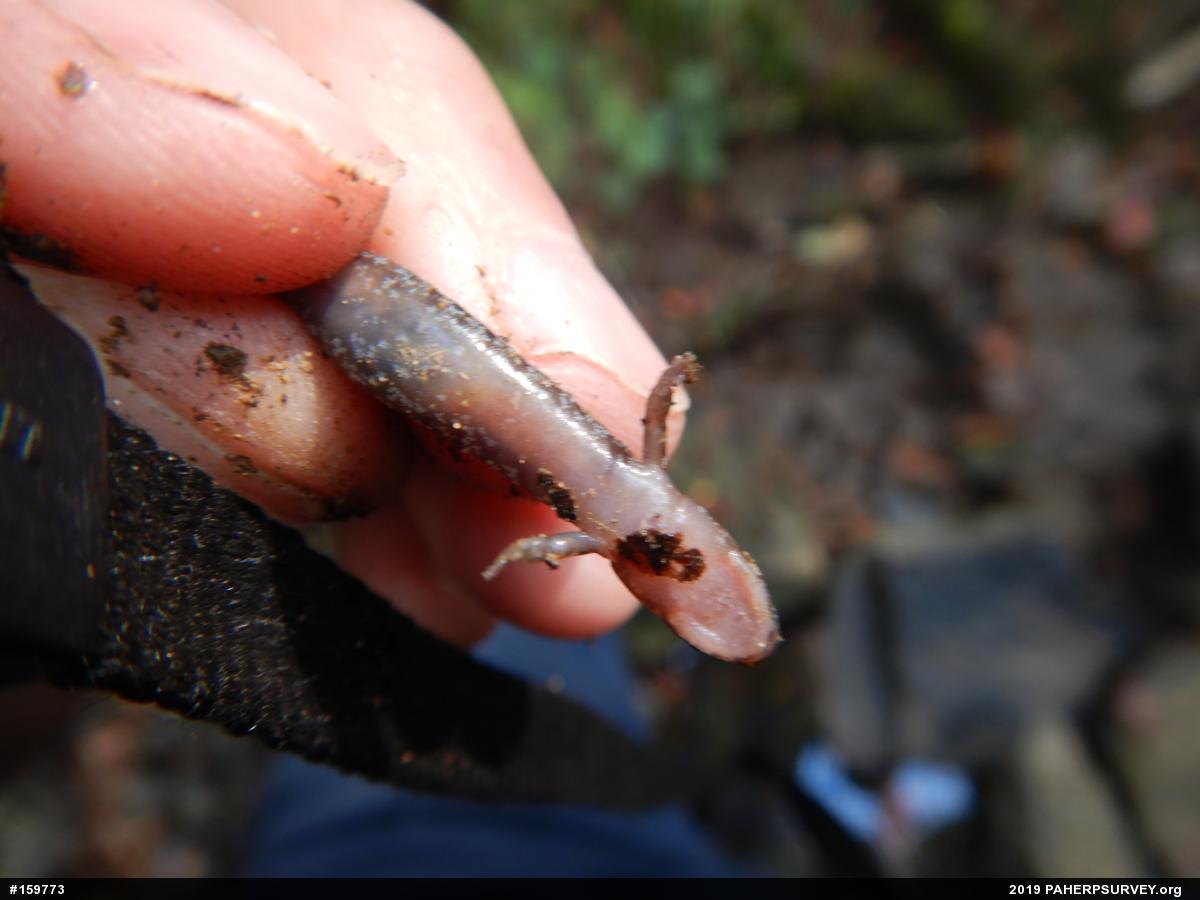Allegheny Mountain Dusky Salamander