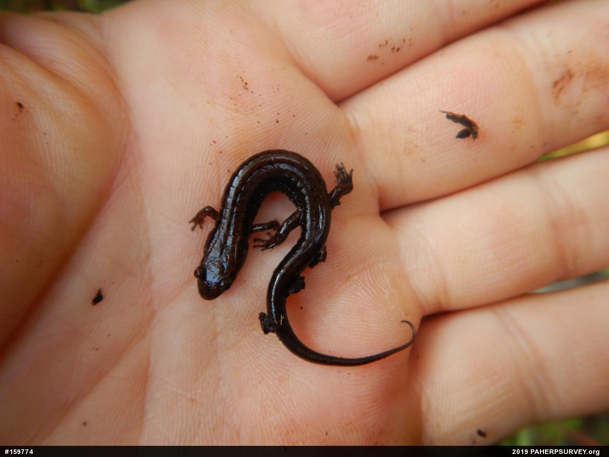Allegheny Mountain Dusky Salamander