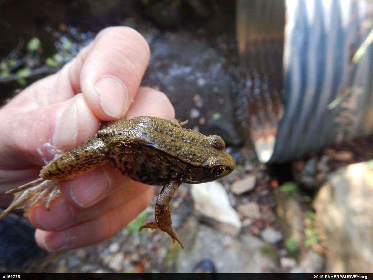 Green Frog