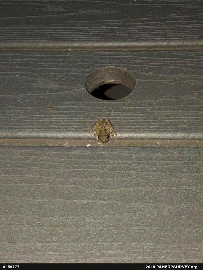 Unknown Gray Treefrog