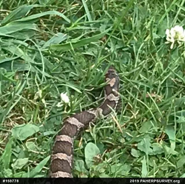 Eastern Milksnake