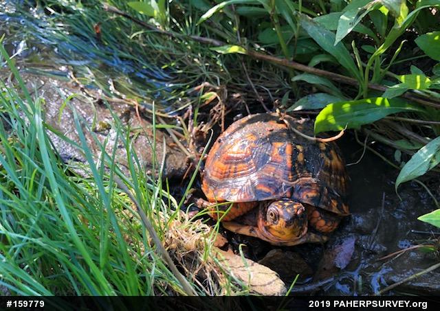 Eastern Box Turtle