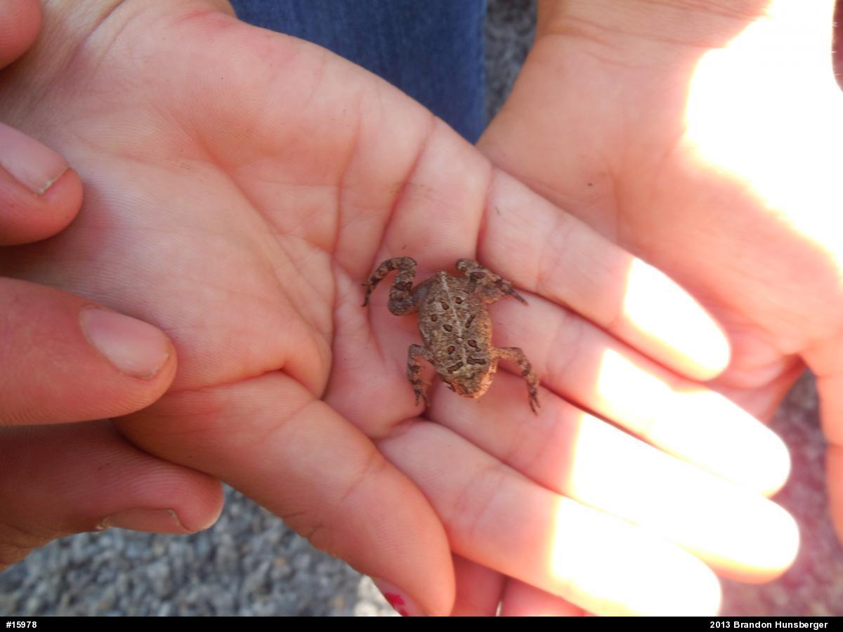Eastern American Toad