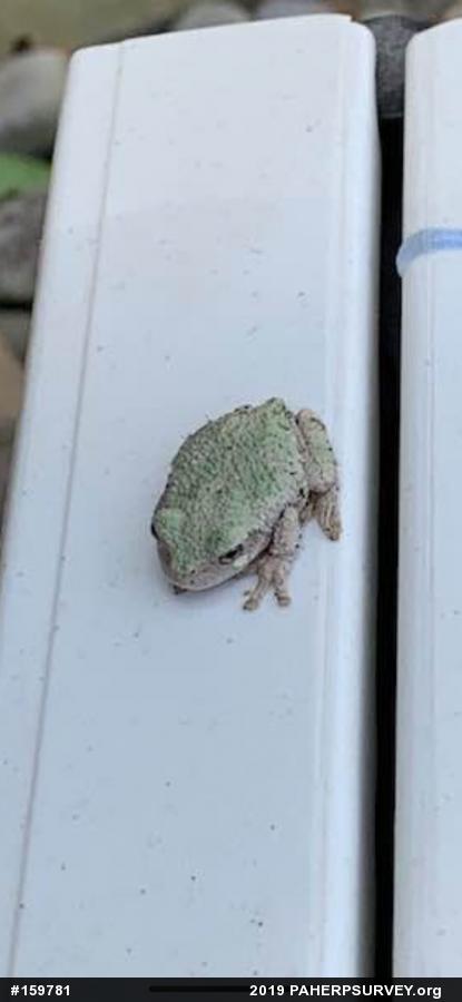 Unknown Gray Treefrog