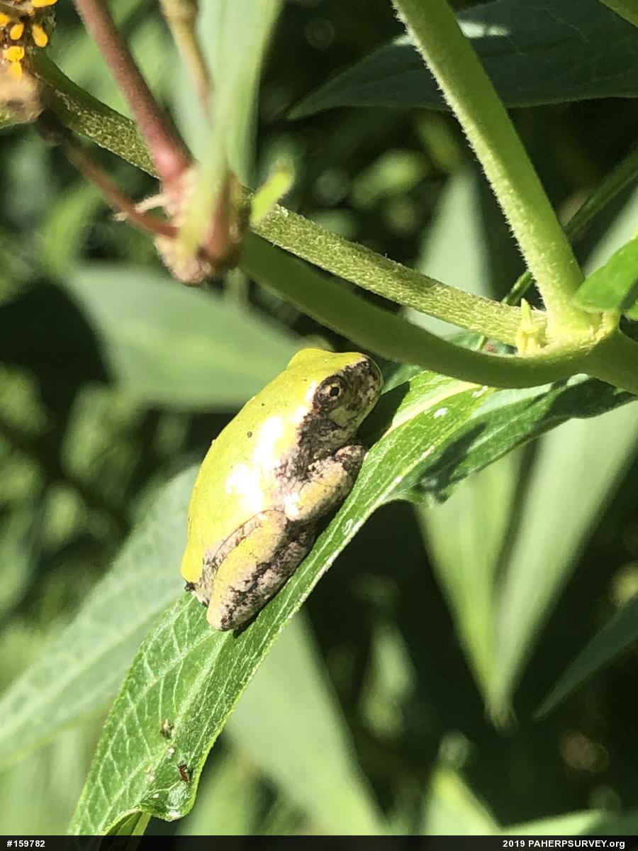 Unknown Gray Treefrog
