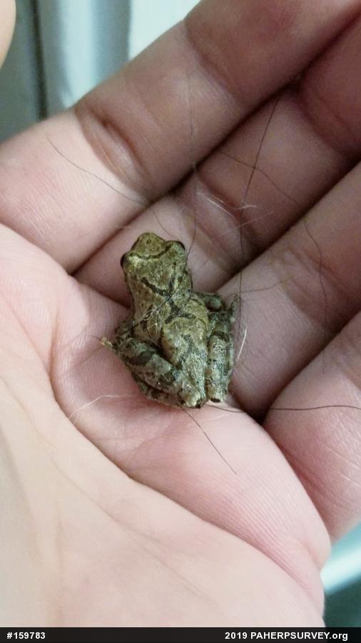 Spring Peeper