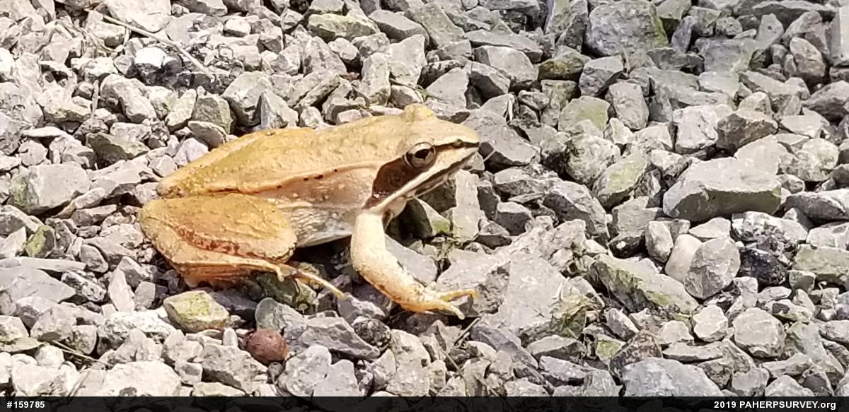 Wood Frog