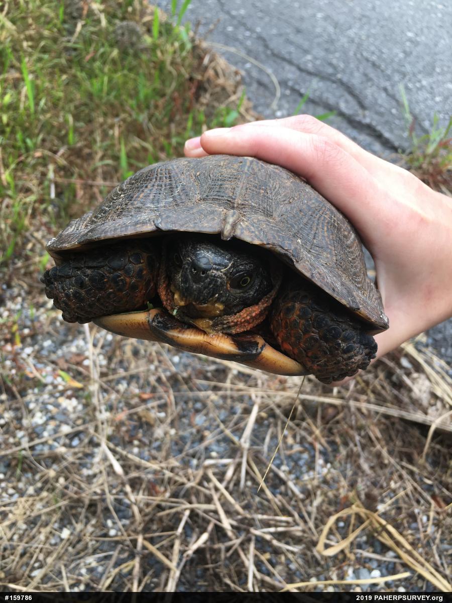 Wood Turtle