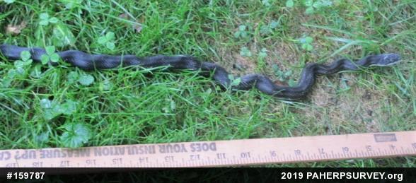 Eastern Ratsnake