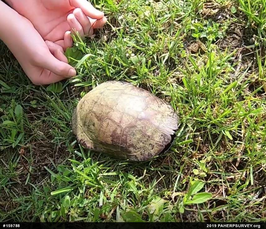 Painted Turtle