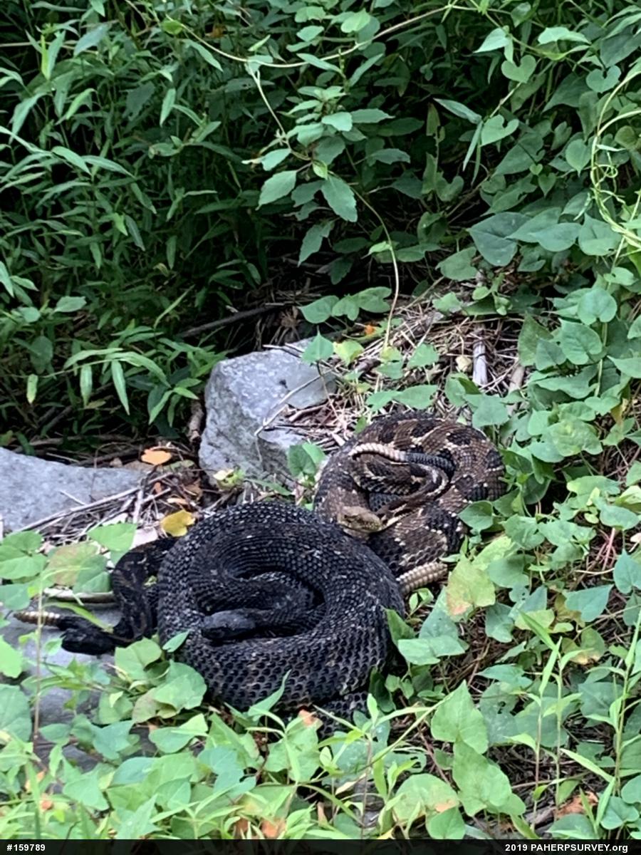 Timber Rattlesnake