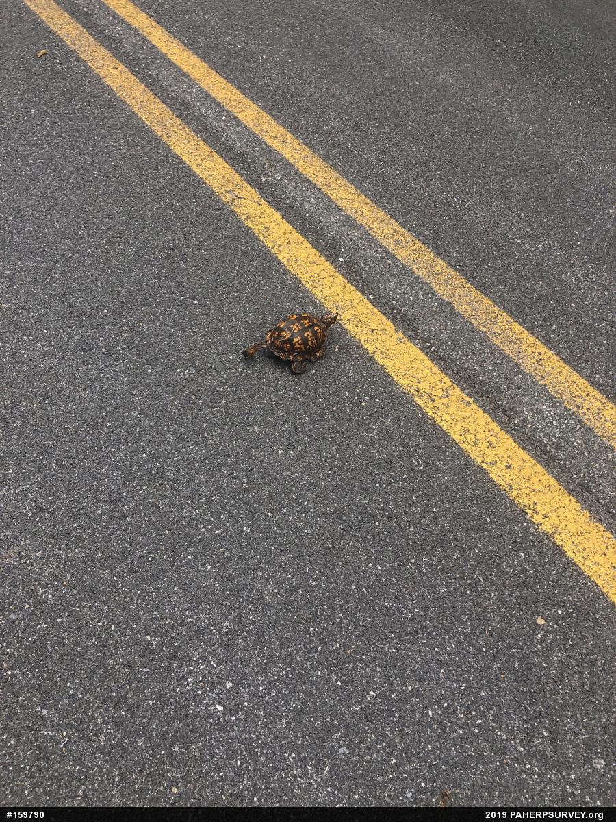 Eastern Box Turtle