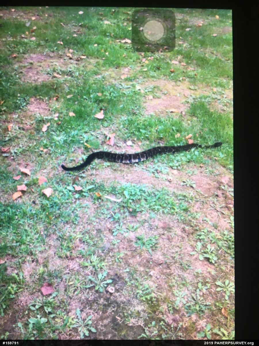 Timber Rattlesnake