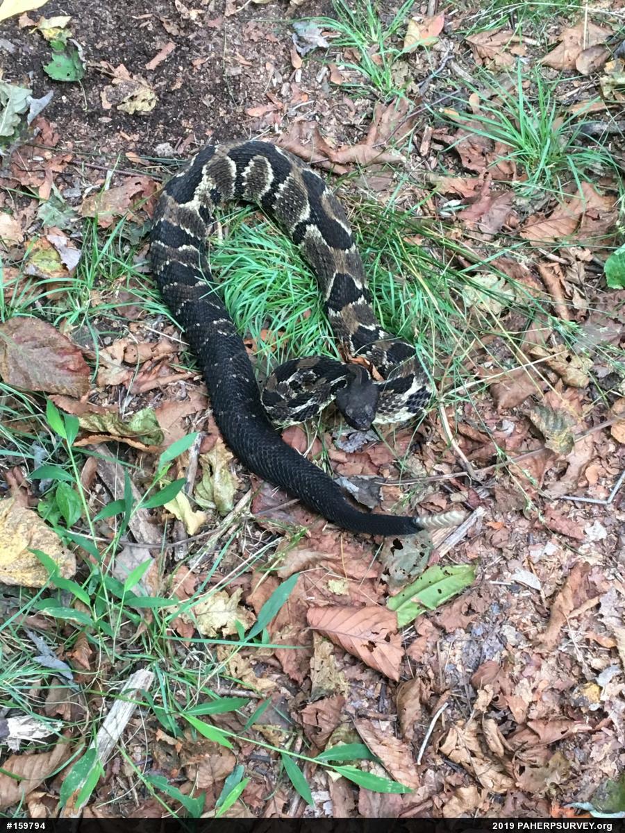 Timber Rattlesnake