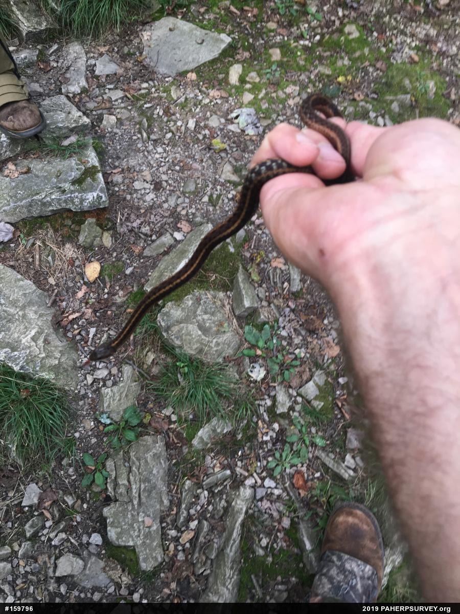 Eastern Gartersnake