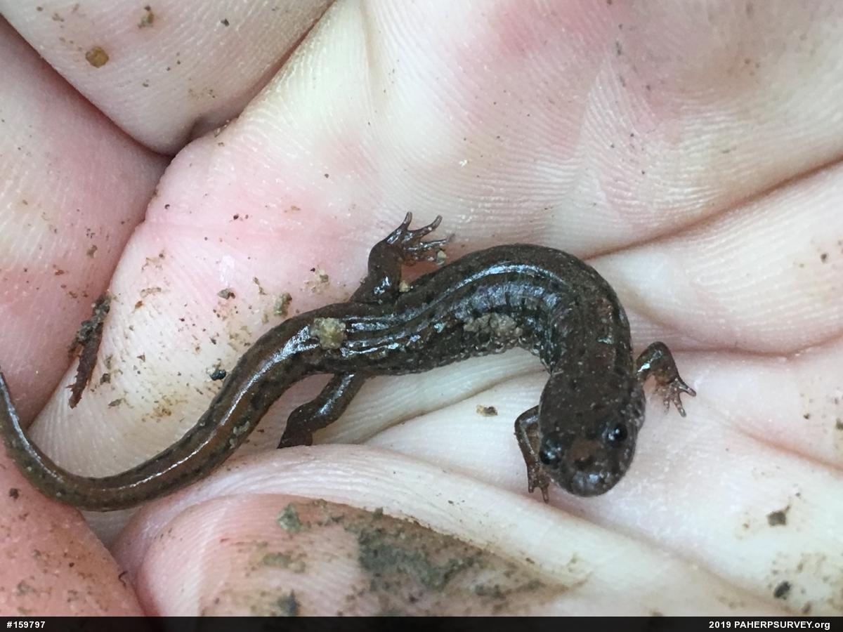 Northern Dusky Salamander